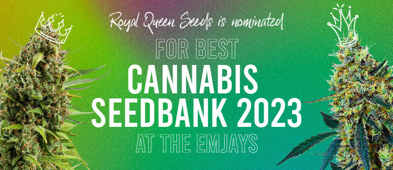 Royal Queen Seeds nominée pour Meilleure banque de graines de l'année aux Emjay Awards Royal Queen Seeds nominée pour Meilleure banque de graines de l'année aux Emjay Awards