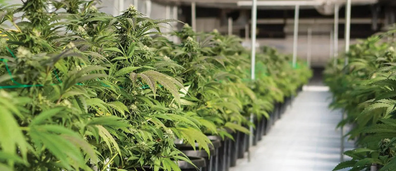 Étude des graines de cannabis F1 par un laboratoire de Montréal Étude des graines de cannabis F1 par un laboratoire de Montréal