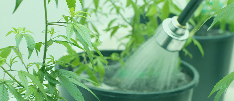 How to water cannabis plants while you're away