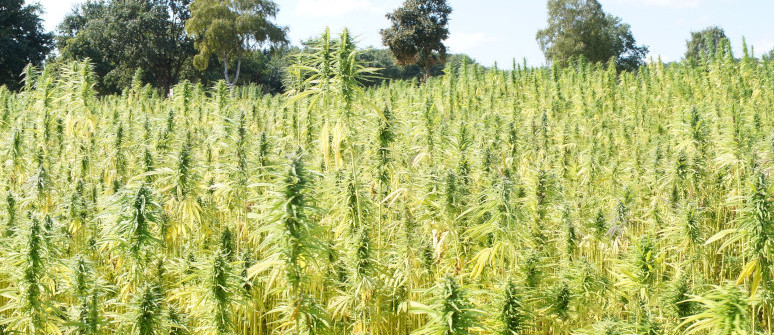 $824 million hemp industry at risk