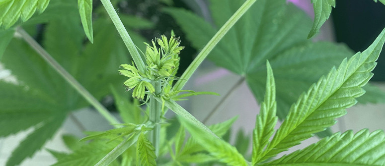 Cannabis fimming guide: Everything you should know Cannabis fimming guide: Everything you should know