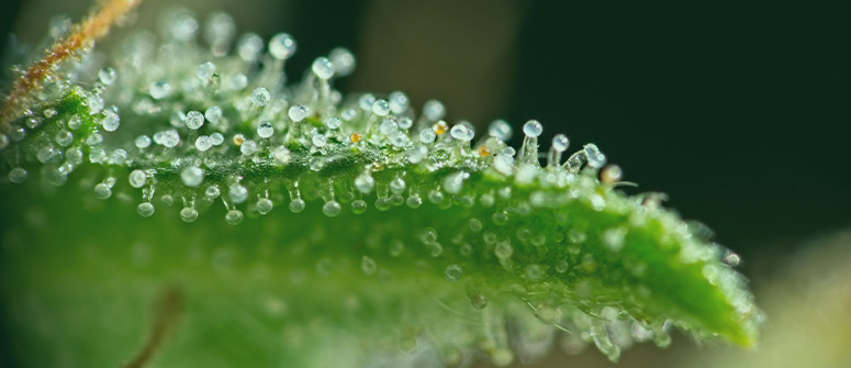 What are cannabis trichomes and why are they important?