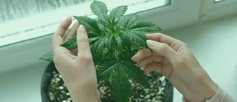 Cómo cultivar marihuana junto a una ventana