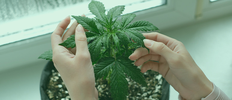 How to grow weed on a windowsill