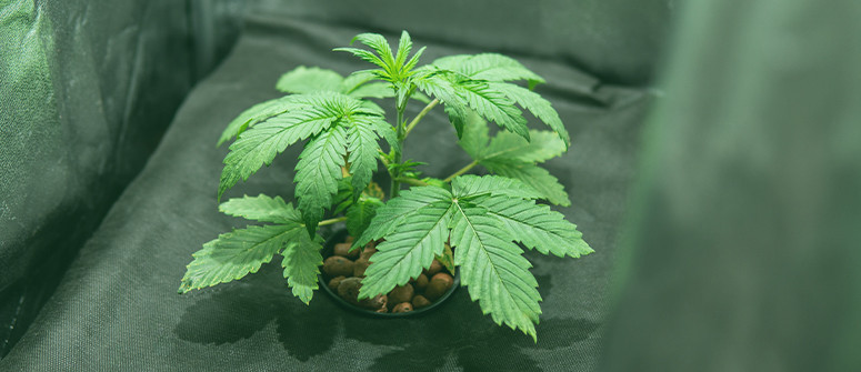 Cómo cultivar marihuana en un armario