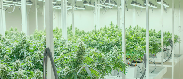 Top 15 growing equipment must-haves for weed growers