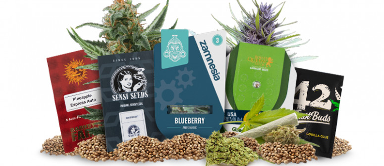 Los 5 mejores bancos de semillas de marihuana de 2024