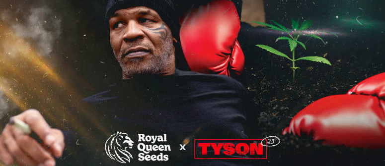 RQS joins forces with Tyson 2.0