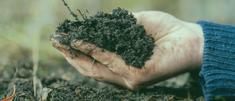 The importance of soil microbes for cannabis plants 