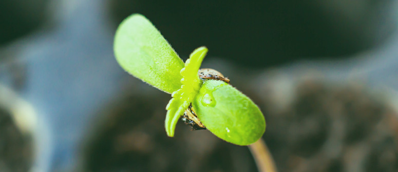 8 cannabis seedling problems and how to fix them