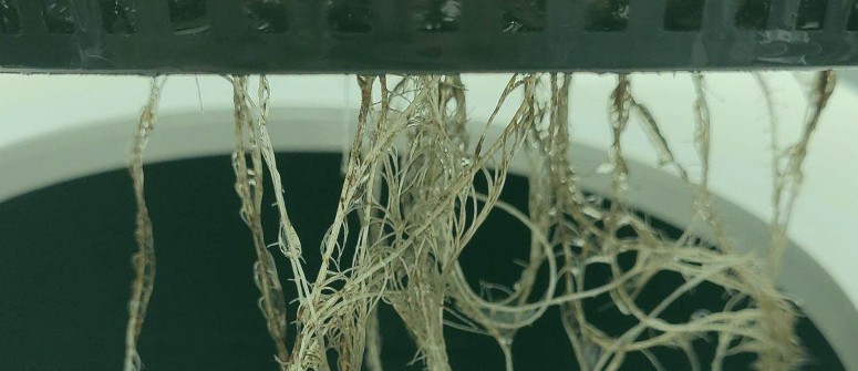 How to deal with root rot in cannabis plants