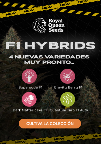 Royal Queen Seeds