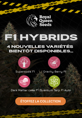 Royal Queen Seeds