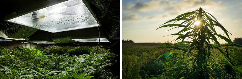 ARE YOU GROWING INDOORS OR OUTDOORS?