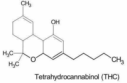 Primer descubrimiento revolucionario: aislamiento del thc