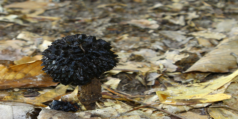 EATING TRUFFLES