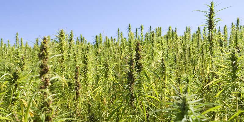 What is hemp and how is hemp paper made?