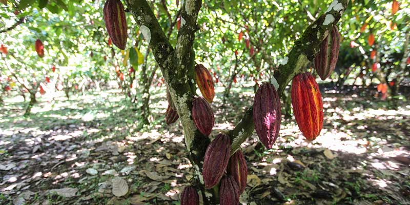 Chocolat (cocoa tree)