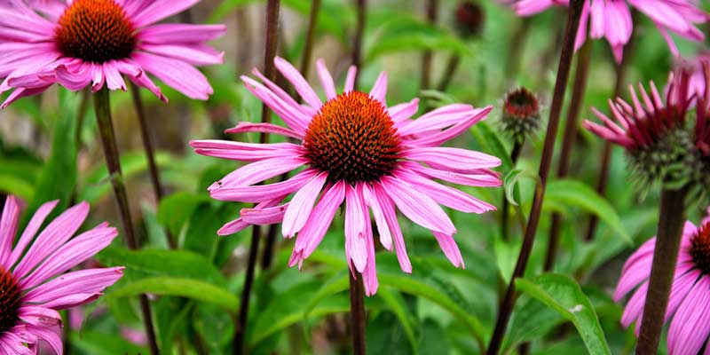 Echinacea