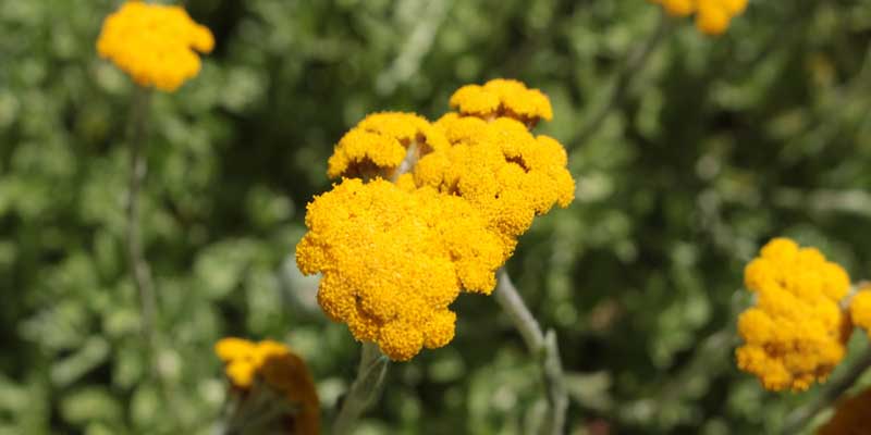 Helichrysum umbraculigerum