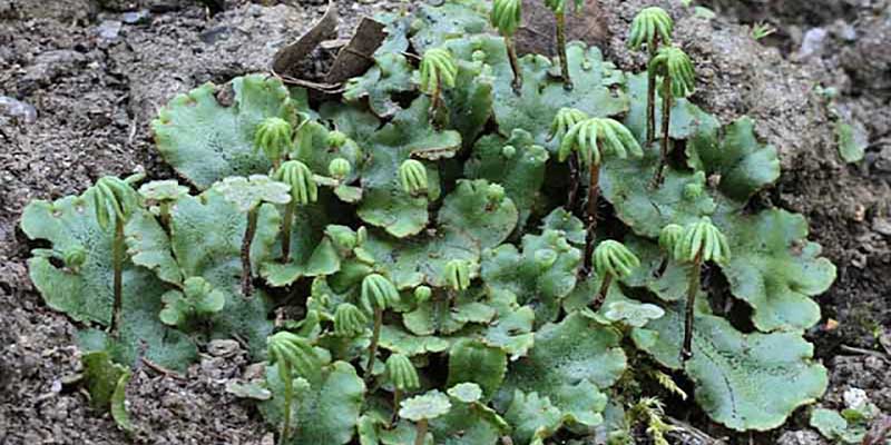 Liverwort