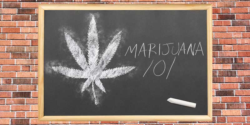 Educazione cannabica per voi ed i vostri figli