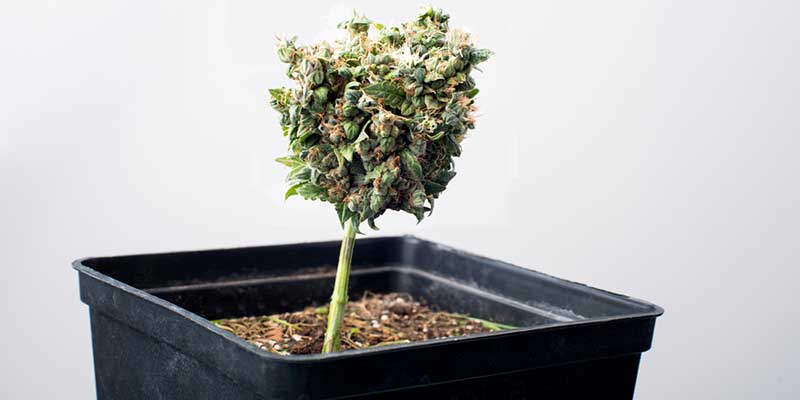 Autoflowering strains: all smell, no punch?