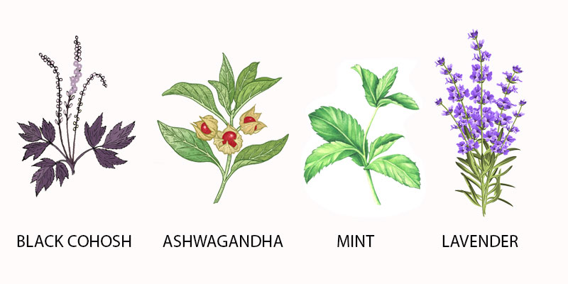 Ashwagandha (schlafbeere)