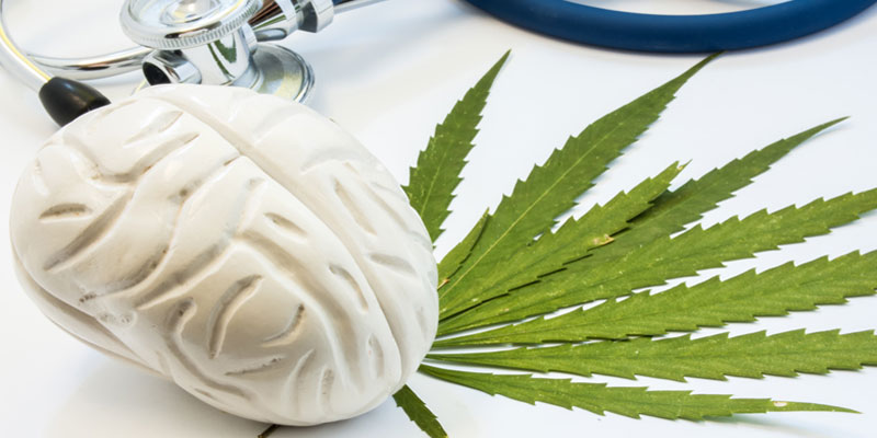 Could it maybe be that cannabis preserves brain cells?