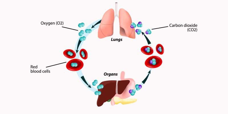Come funzionano i vostri polmoni